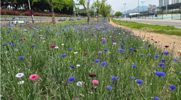 동대문구 중랑천 이문수변공원에 수레국화 만개…도심 속 봄꽃 명소