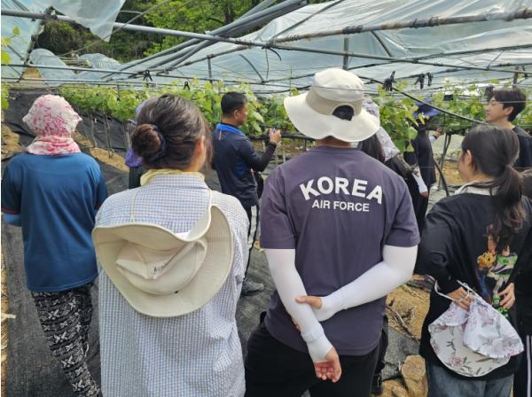 영동군농업기술센터, 농촌 일손 돕기로 농가 어려움 함께 나눠 기사 이미지