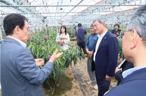 김완근 제주시장, 한경면 망고 첫 수확 현장 방문
