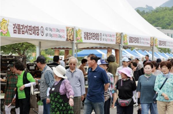 '감자에 반하고, 감물에 물들다' 제15회 괴산군 감물감자축제 개최 기사 이미지