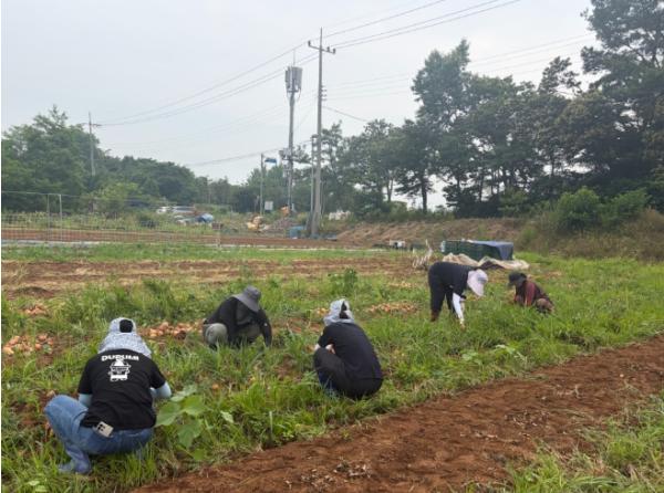 무더위도 잊고 양파밭으로…군산시 먹거리정책과, 농가 일손 부족 해소 지원 기사 이미지