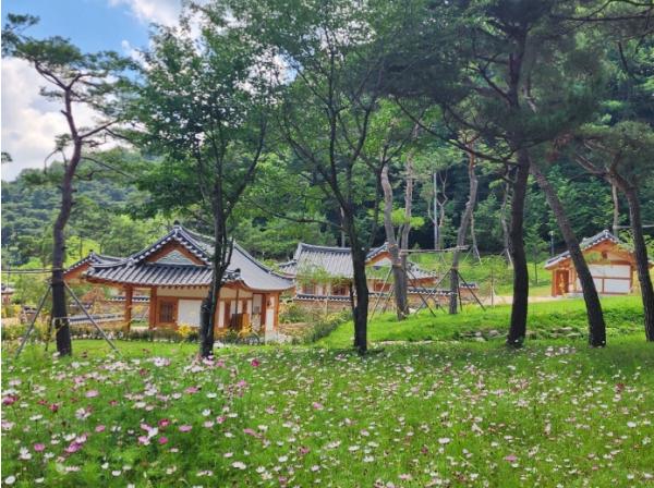 김천시시설관리공단, 사명대사공원 코스모스 개화 초여름 정취 선사 기사 이미지