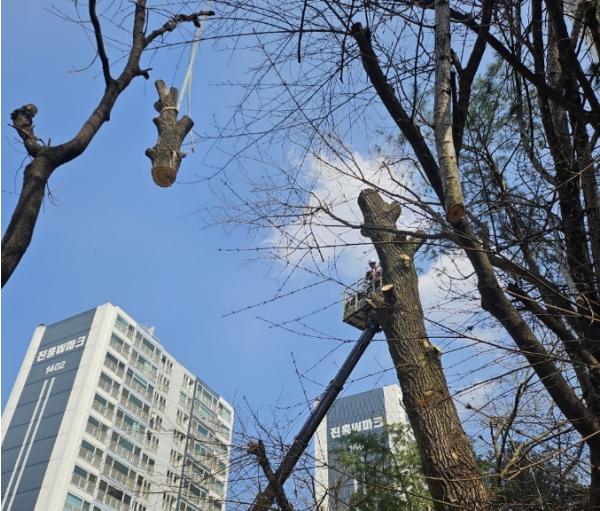 용인특례시 수지구, 재해위험수목 제거 기사 이미지
