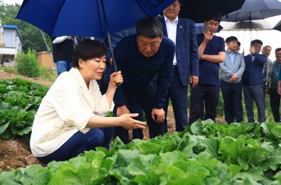 농림축산식품부, 여름철 배추 안정 생산 및 농가 경영지원 위해 총력 대응!