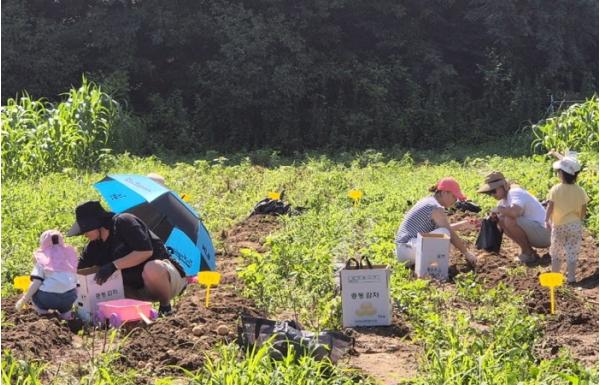 증평 삼보산골마을, 주말농장 ‘감자 수확 체험 행사’진행 기사 이미지