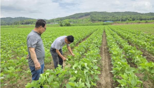 고품질 콩 생산을 위한 현장지도 추진 기사 이미지