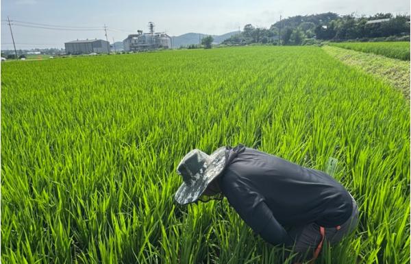 충남도, 벼 병해충 중앙-지방 합동예찰 실시 기사 이미지