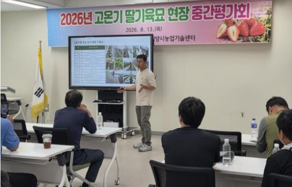 밀양시, 고온기 딸기육묘 시험재배 중간평가회 개최 기사 이미지