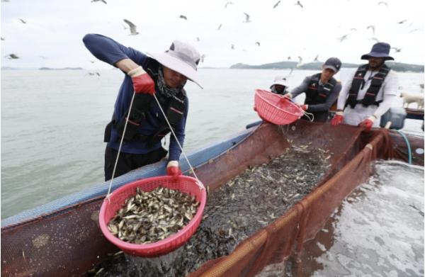 태안군, 고수온 피해 차단 총력⋯양식어류 267만 7천마리 긴급방류 추진 기사 이미지