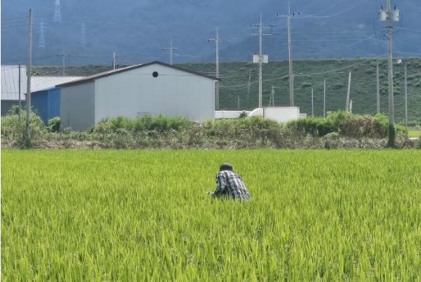 정읍시 “벼 포기 밑 꼭 살피세요”…벼멸구·혹명나방 방제 당부