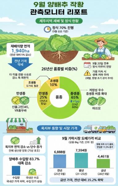 올해 제주산 양배추 5% 줄고 브로콜리는 지난해 수준 전망 기사 이미지