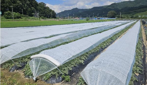 진안군, 노지수박 차열망 재배 공모사업 선정 기사 이미지