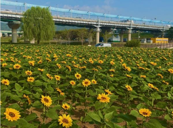 공주시 미르섬, 제72회 백제문화제 맞아 가을꽃 향연  기사 이미지