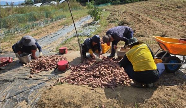 안성시 바르게살기운동 공도읍위원회, '사랑의 고구마 수확' 기사 이미지