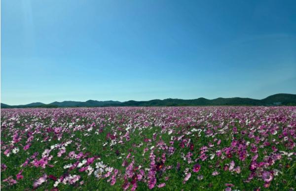 옹진군 백령도 간척지 물들인 코스모스 꽃물결, 가을 관광객 맞이 기사 이미지