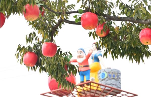 청송사과축제 앞두고, ‘빨간사과·황금사과’ 주렁주렁 기사 이미지